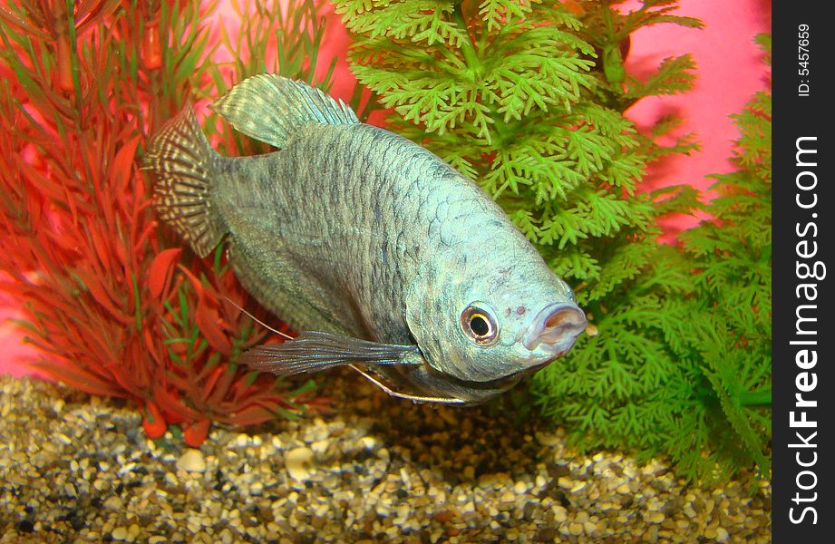 Aquarian fish Trichogaster trichopterus