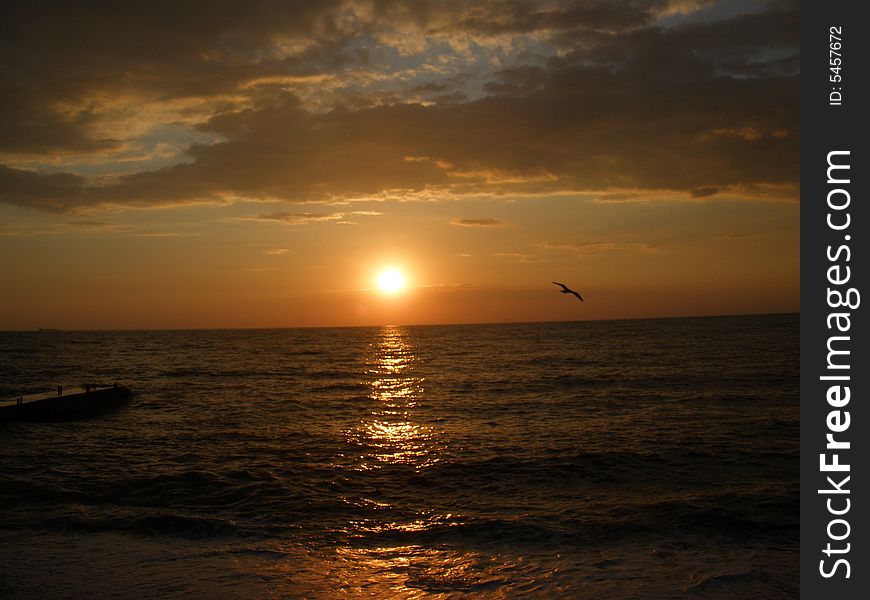 Sunset, gull, sea, sunrise, cloud