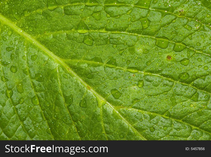 Closeup of shinny waterdrops on a green leaf. Excellent background. Closeup of shinny waterdrops on a green leaf. Excellent background