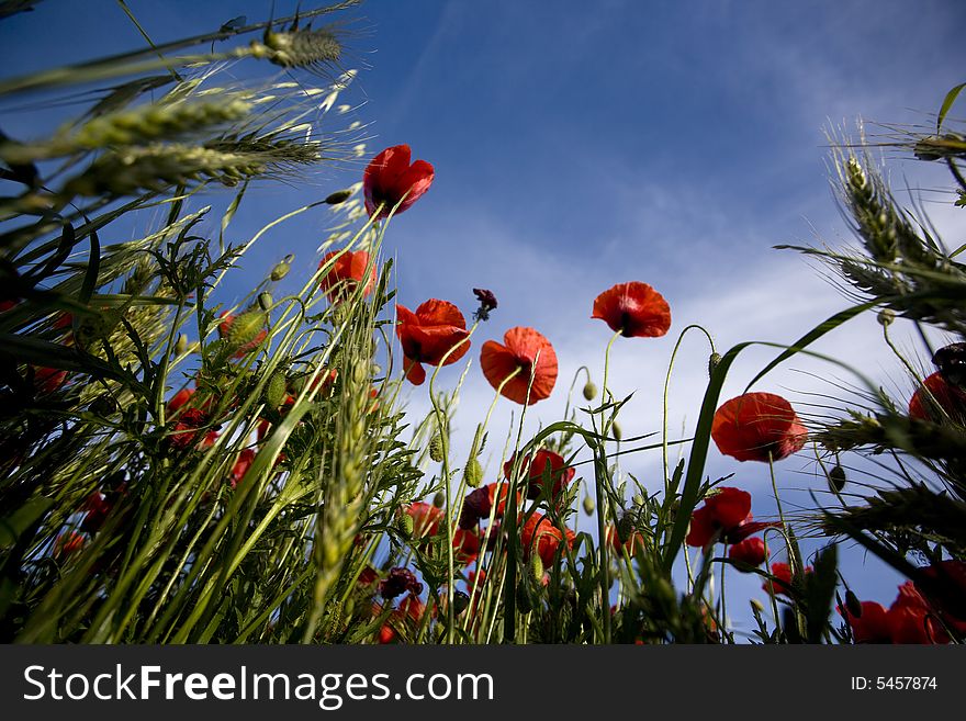 Red Poppies In The Summer