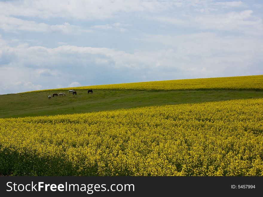 Rape seed field in bright summer day. Rape seed field in bright summer day