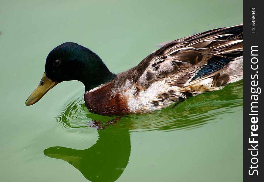 A wild duck swimming on a little lake