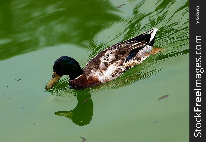 Swimming wild duck
