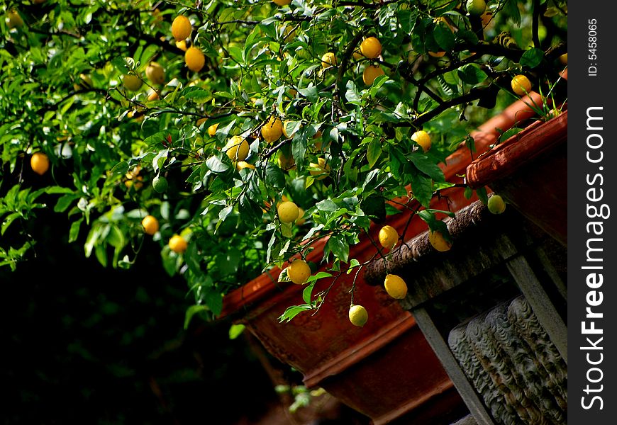 Image of yellow lemons in terracotta pot