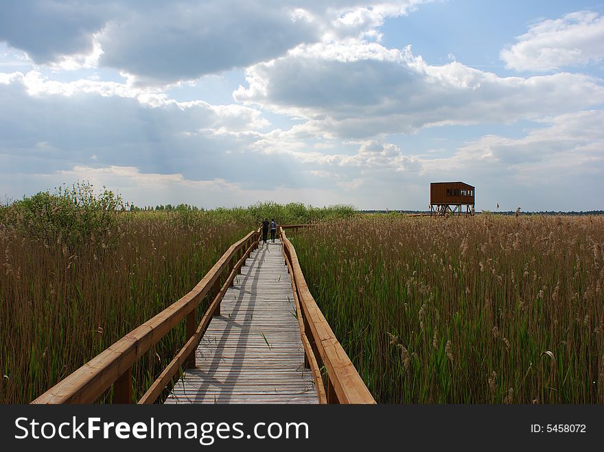 The reservation path to bird watching station on dying lake Zuvintas, Lithuania. The reservation path to bird watching station on dying lake Zuvintas, Lithuania.