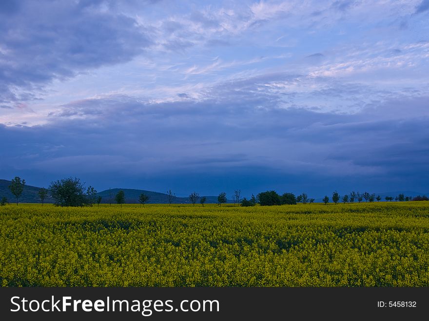 Rape seed field in bright summer day. Rape seed field in bright summer day