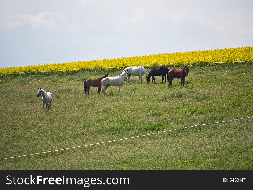 seed field in bright summer day. seed field in bright summer day