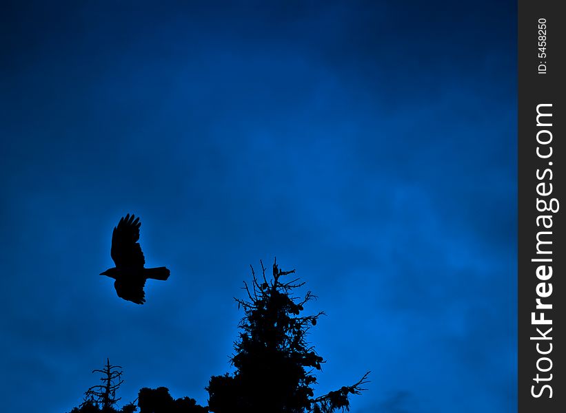 The crow's flight