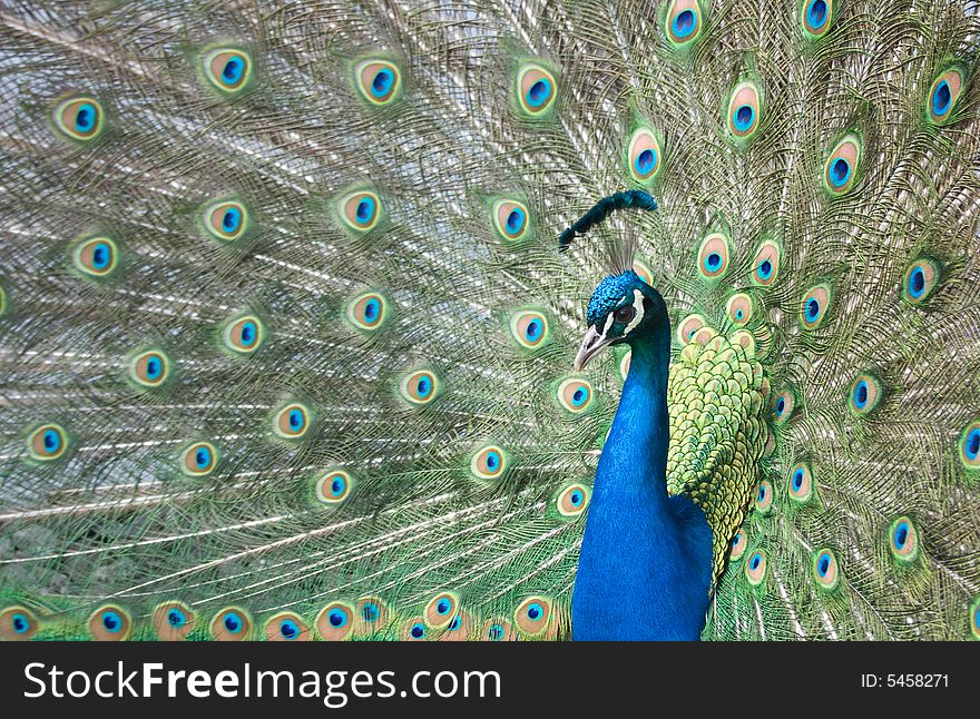 A close up of a peacock with spread tail