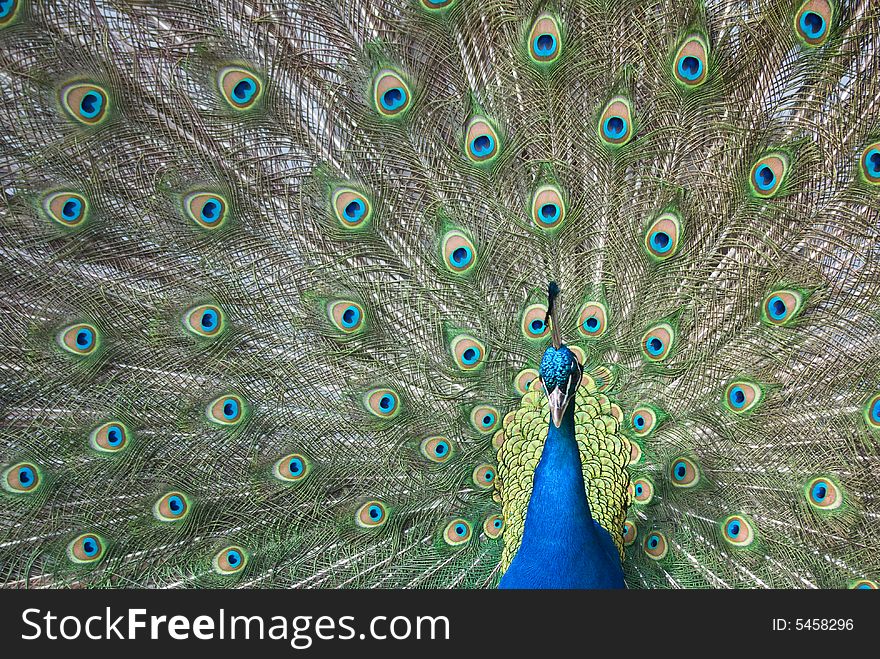 A close up of a peacock with spread tail