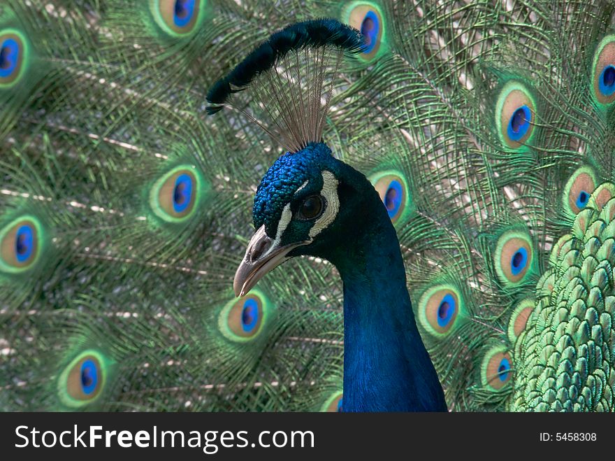 A close up of a peacock with spread tail