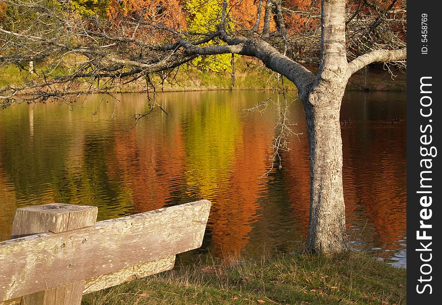 View across autumn colours reflected in lake, seat and tree in foreground. View across autumn colours reflected in lake, seat and tree in foreground.