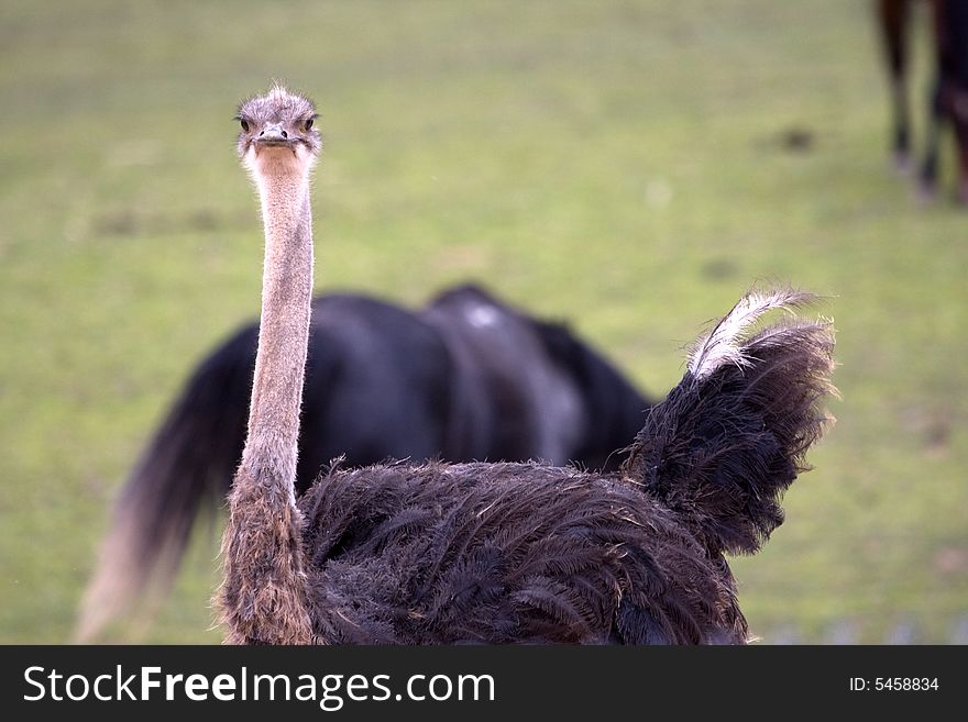 An ostrich at a farm near Zion National Park, Utah. An ostrich at a farm near Zion National Park, Utah.