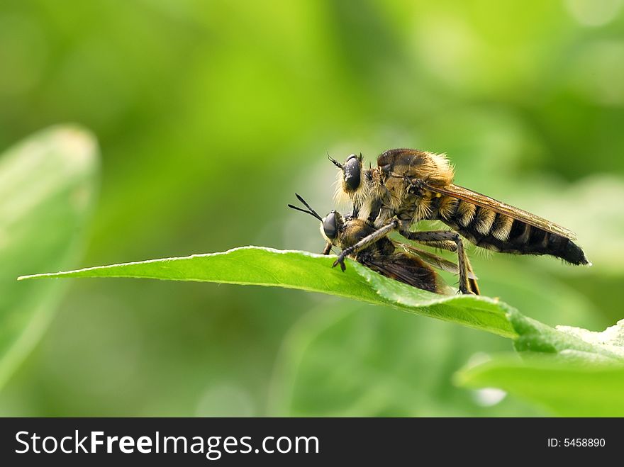 (Ommatius Chinensis Fabricius) Preying