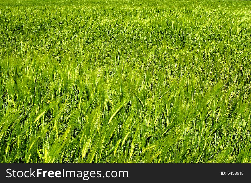 Background of green wheat field