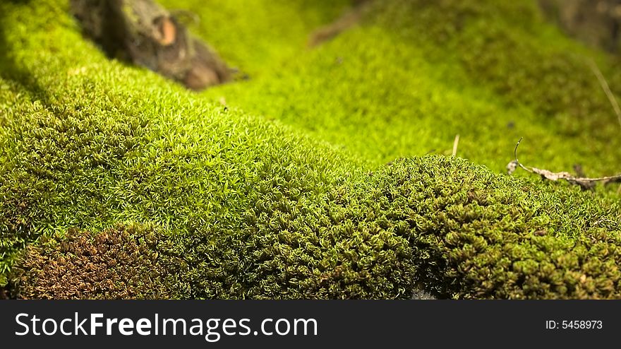 Macro of Moss growing on the surface of a tree trunk. Macro of Moss growing on the surface of a tree trunk