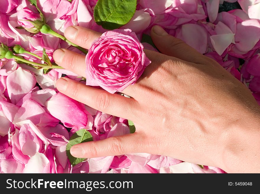 Female hand with pink rose. Female hand with pink rose