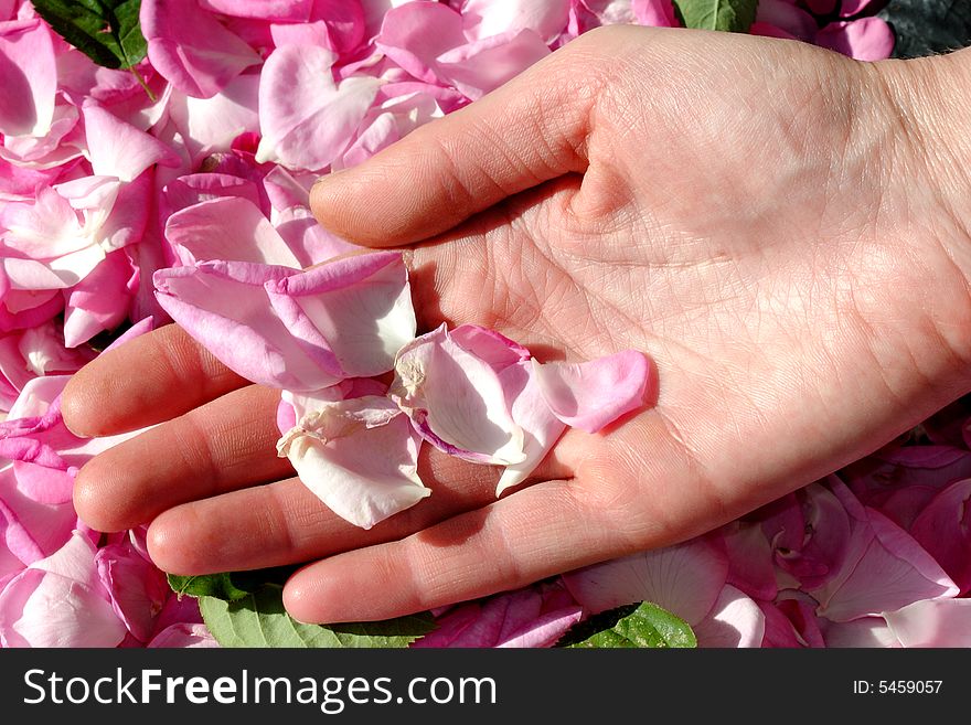 Female hand with petals of roses