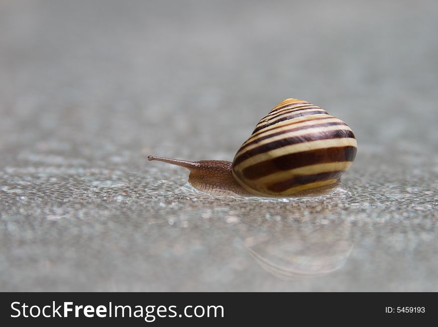 Slow moving snail after rain