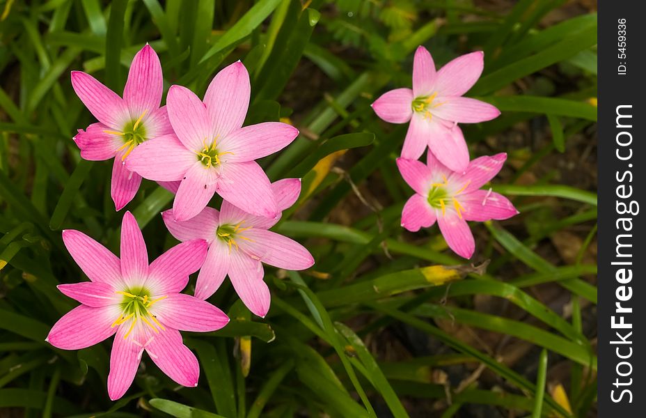Cluster of freshly bloomed Pink Lilies in the morning. Cluster of freshly bloomed Pink Lilies in the morning