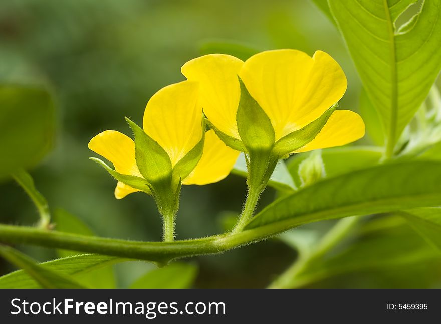 Rear Of A Pair Of Yellow Flower