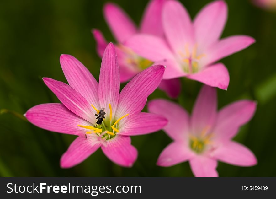 Stingless bee foraging in a pink freshly bloomed lily growing in a cluster of other flowers. Stingless bee foraging in a pink freshly bloomed lily growing in a cluster of other flowers