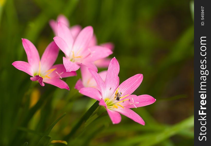 Bee In Flower