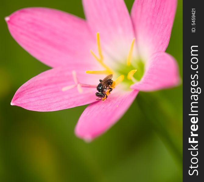 Stingless bee foraging in a pink freshly bloomed lily. Stingless bee foraging in a pink freshly bloomed lily