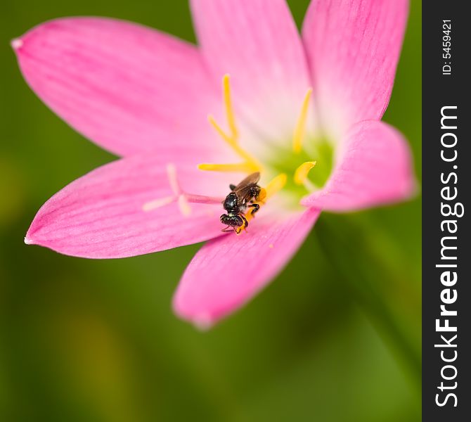 Bee In Flower