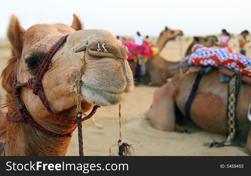 A decorated camel in desert. Part of a caravan in India.