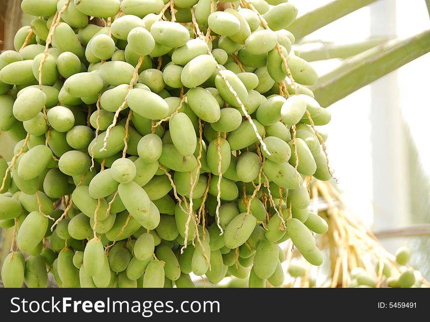 Dates clusters hanging down from the palm tree. Dates clusters hanging down from the palm tree