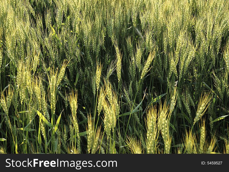 Early wheat in spring a common sight ib the agricultural Midwest.