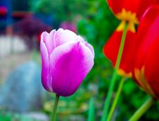 Purple Tulip Closeup Stock Images Purple Tulip Closeup Stock Images