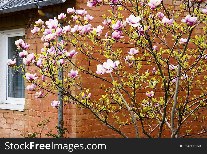 Blossoming tree near a small apartment building closeup