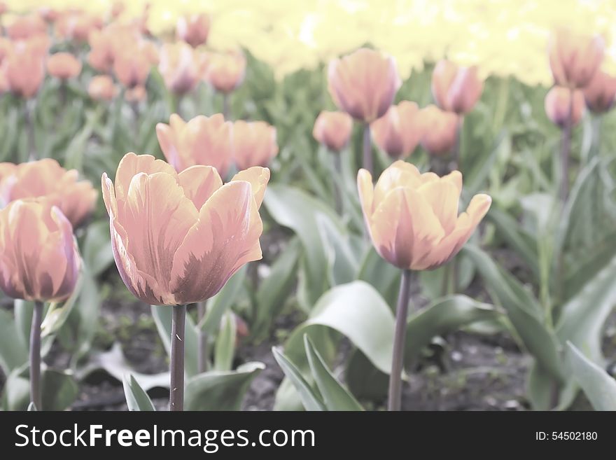 Pale pink tulips on the flowerbed in the park on sunny spring day closeup