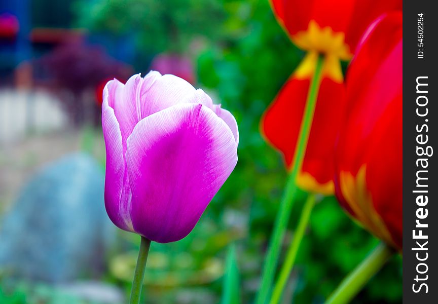 Purple tulip closeup in the garden on spring time