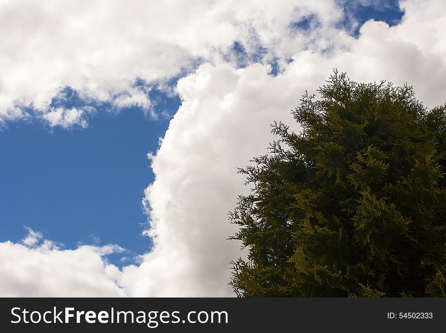 Green Tree Against A Cloudy Sky