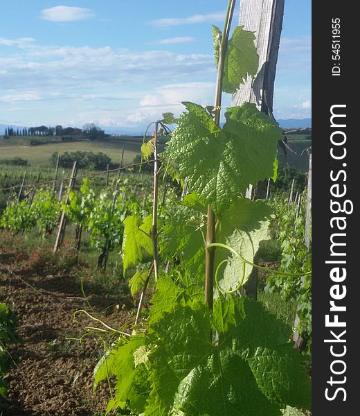 Grapevine field on a hill in Tuscany. Grapevine field on a hill in Tuscany