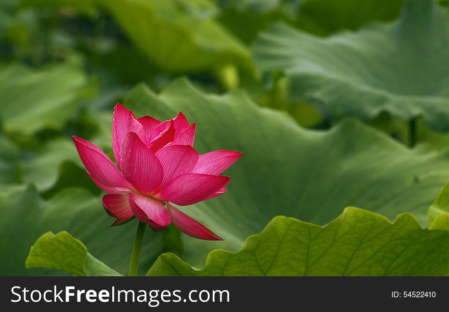 Summer season, blooming lotus flower, red flower and green stems and leaves, along with the background, the beauty of the natural ecological environment. Summer season, blooming lotus flower, red flower and green stems and leaves, along with the background, the beauty of the natural ecological environment.