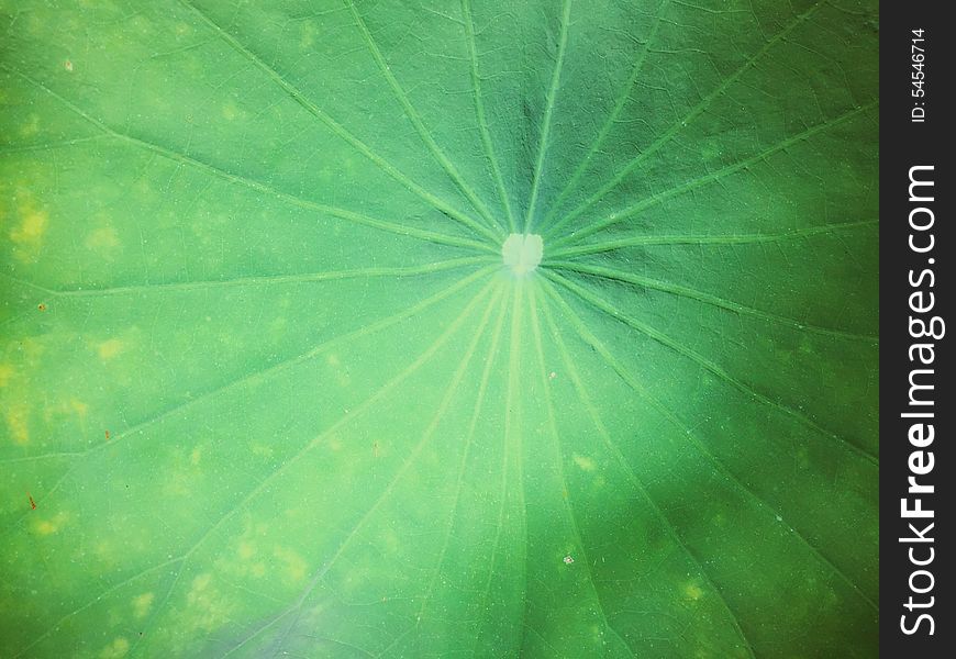 Green Lotus leaf