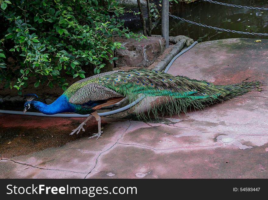 Lovely peacock in the zoo