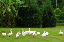 Flock Of Geese Royalty Free Stock Image