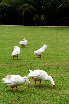 Flock Of Geese Royalty Free Stock Photography Flock Of Geese Royalty Free Stock Photography