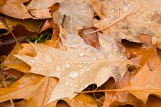 Rain Drops On Autumn Leaves Royalty Free Stock Image Rain Drops On Autumn Leaves Royalty Free Stock Image