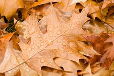 Rain Drops On Autumn Leaves Stock Photography Rain Drops On Autumn Leaves Stock Photography
