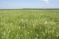 Dandelions Stock Photos Dandelions Stock Photos