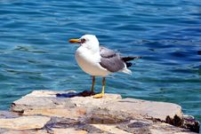 Sea Gull - Larus Argentatus Stock Images
