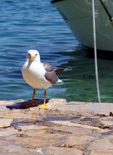 Sea Gull - Larus Argentatus Royalty Free Stock Image