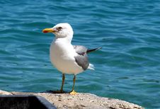 Sea Gull - Larus Argentatus Stock Images