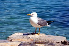 Sea Gull - Larus Argentatus Royalty Free Stock Image